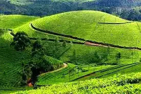 4 Days Munnar Alleppey Tour Package