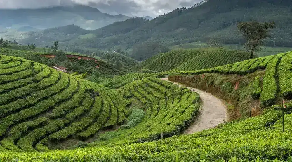 Lush green tea plantations on rolling hills in Munnar, Kerala, India.